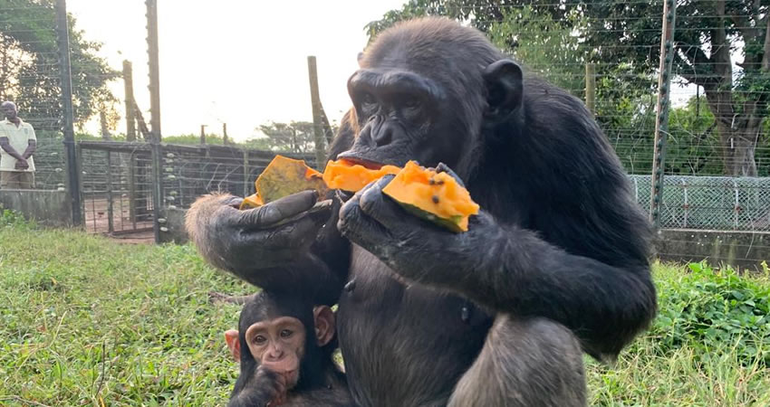 Ngamba Island Chimpanzee Sanctuary