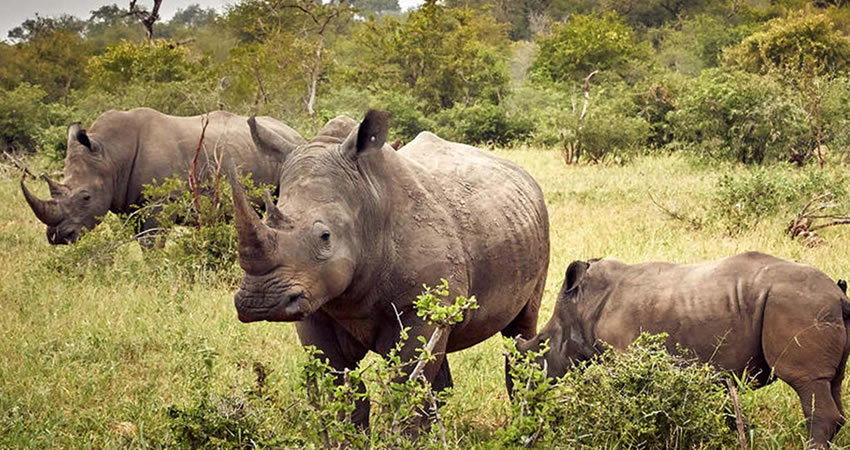 Ziwa Rhino Sanctuary